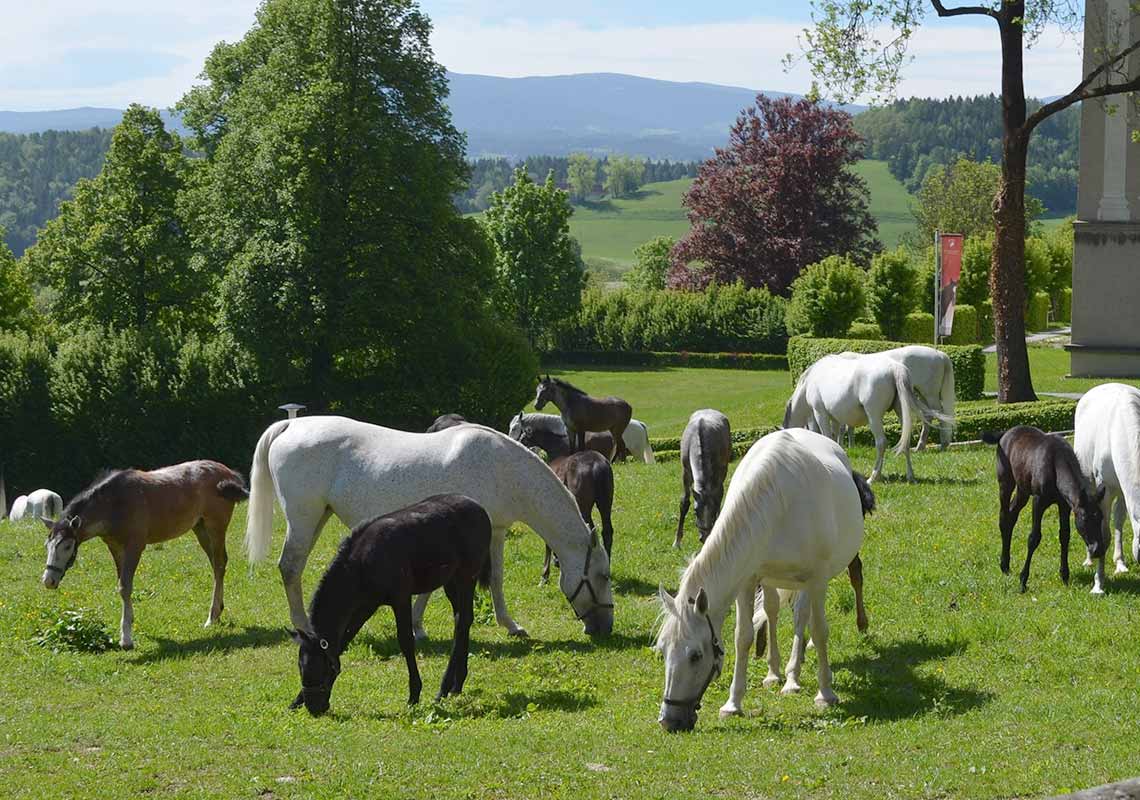 Gestüt Piber